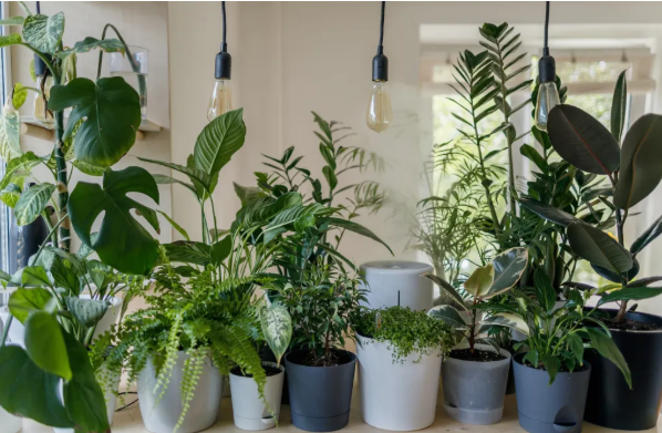 Vastu Indoor Plants & Concrete Planters: A Star Cement Guide